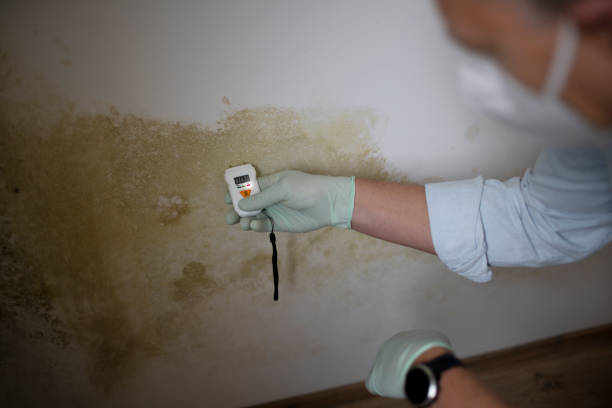 Best Mold Remediation for Healthcare Facilities  in Munster, IN